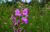 Wilgenroosje in Dintelse Gorzen, Wilgenroosje