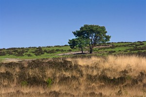 Nationaal Park De Maasduinen te Welerlooi