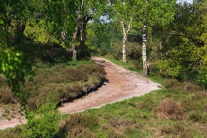 Wandelpad in de Maasduinen te Welerlooi