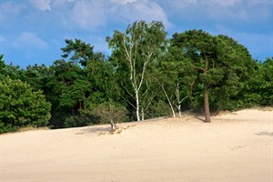 Nationaal Park Loonse en Drunense Duinen