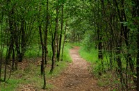  Drunense Bos, Nationaal Park Loonse en Drunense Duinen