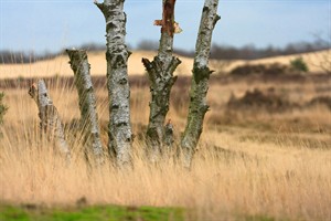 Nationaal Park Loonse en Drunense Duinen