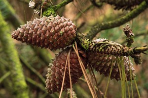 Nationaal Park Loonse en Drunense Duinen