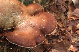 Nationaal Park Loonse en Drunense Duinen