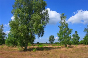 Westerveld - Gooi