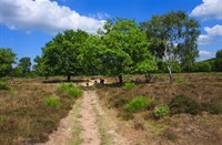 Westerveld - Gooi, Westervel