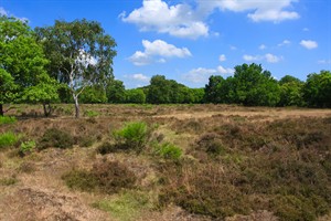 Westerveld - Gooi