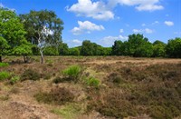 Westerveld - Gooi, Westervel