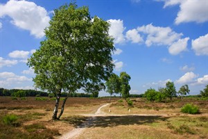 Westerveld - Gooi