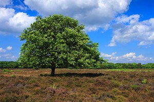 Westerveld - Gooi