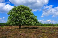 Westerveld - Gooi, Westervel