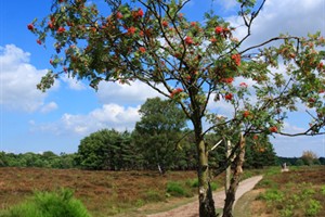 Westerveld - Gooi