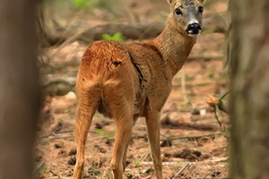 Ree in de Westerveld - Gooi