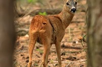 Ree in de Westerveld - Gooi