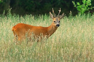 Ree in de Westerveld - Gooi