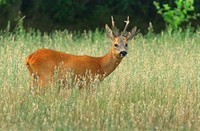 Ree in de Westerveld - Gooi, Westerveld