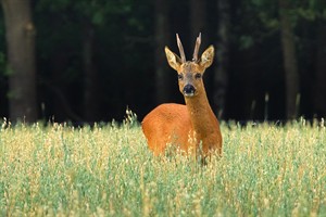 Ree in de Westerveld - Gooi