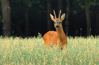 Ree in de Westerveld - Gooi, Westerveld