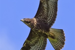 Buizerd