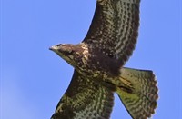 Buizerd