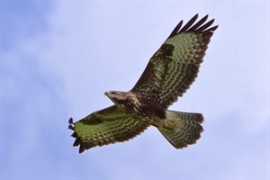 Buizerd