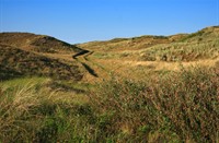 Duinen in De muy