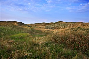 Duinen in De Muy