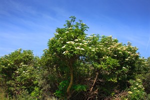 Natuurgebied De Geul