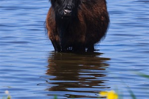 Hooglanders in Texel