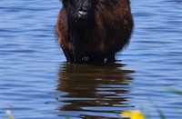 Hooglanders in Texel