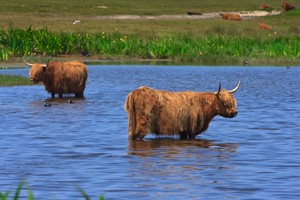 Hooglanders in Texel