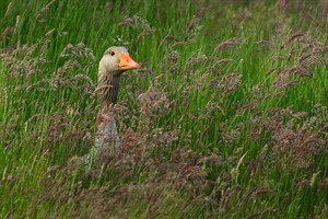 Gans in Texel