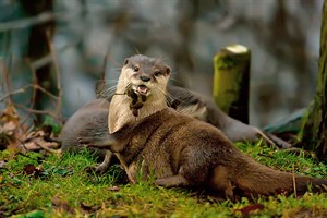 Otter in Natuurpark Lelystad