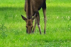 Natuurpark Lelystad