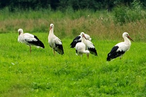 Ooievaars in Natuurpark Lelystad