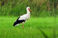 Ooievaar Natuurpark Lelystad