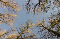 Iepen in de ondergaande zon, Harderbos, Jaap