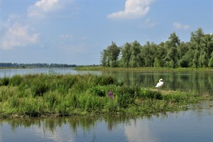 Biesbosch