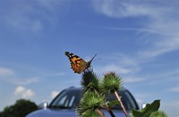 Distel vlinder langs de snelweg, Brabantse Biesbosch