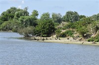 Breede water paradijs voor Aalscholvers, Duinen van Voorne