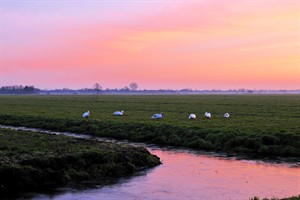 Avondlicht Alblasserwaard