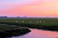 Avondlicht Alblasserwaard, Alblasserwaard