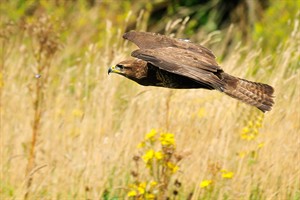 Buizerd