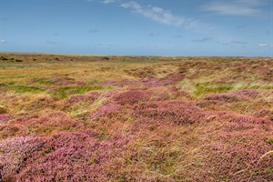 Heide in de Bolle kamer te Texel