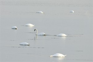 Zwanen te Tiengemeten