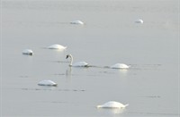 Zwanen te Tiengemeten, Tiengemeten