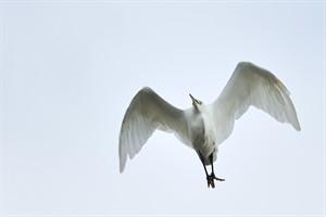 Kleine zilverreiger