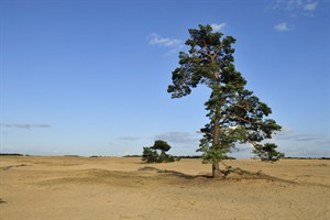 Hoge Veluwe