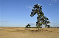 Hoge Veluwe