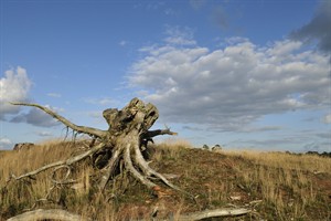 Hoge Veluwe